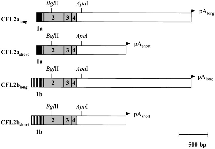 Transcripts of human CFL2 gene.jpg